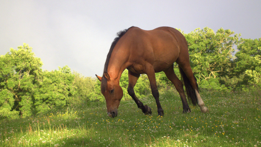 A horse grazes in a field on June 29, 2012. (Photo by willg willg.photography via Flikr)