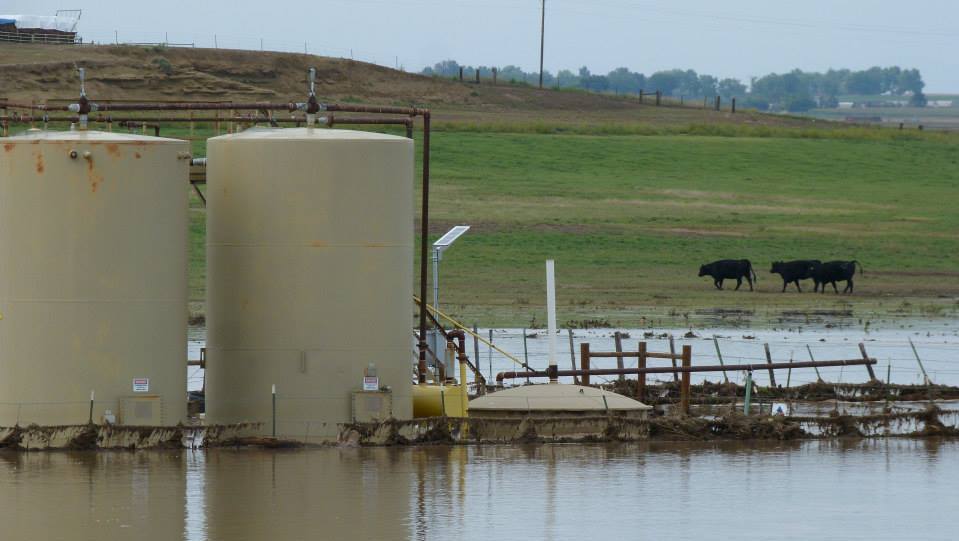 Cattle graze near a fracking wastewater well in high water caused from flooding in East Boulder, Colorado.  (Photo/East Boulder County United via Facebook)