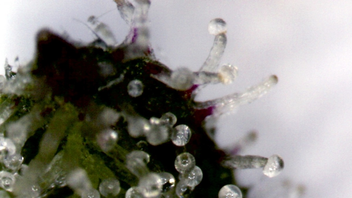 Closeup of THC-filled trichomes on a Cannabis sativa leaf. (Photo/Indirectantagonist via Wikimedia Commons)