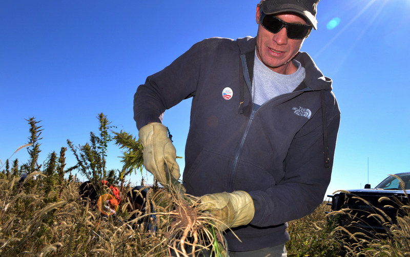In this Oct. 5, 2013 photo, Colorado farmer Ryan Loflin harvests hemp on his farm in Springfield, Colo. Emboldened by voters in Colorado and Washington in 2012 giving the green light to both marijuana and industrial hemp production, Loflin planted 55 acres of several varieties of hemp alongside his typical alfalfa and wheat crops. (AP Photo/P. Solomon Banda)
