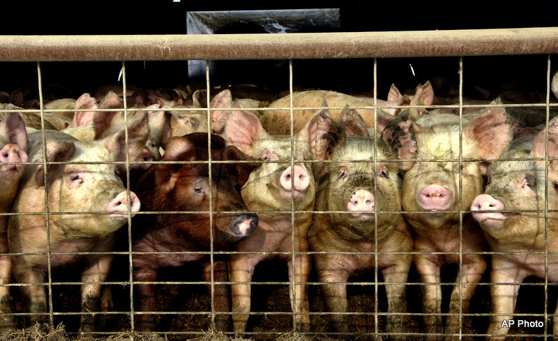 Density Of Industrial Hog Farms In North Carolina Prompts Civil Rights Investigation