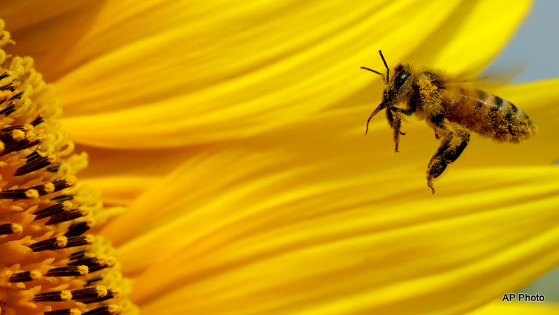 EPA Casts Doubt On Efficacy Of Pesticide Linked To Dwindling Bee Populations