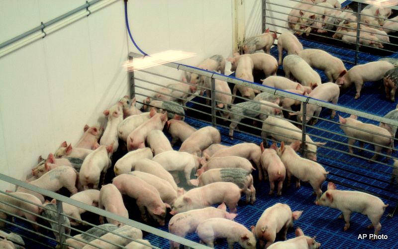 hog farm