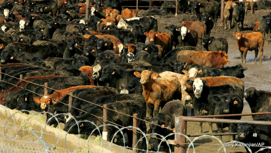 With New Standards, Global Beef Industry Takes Contentious Step Toward Sustainability