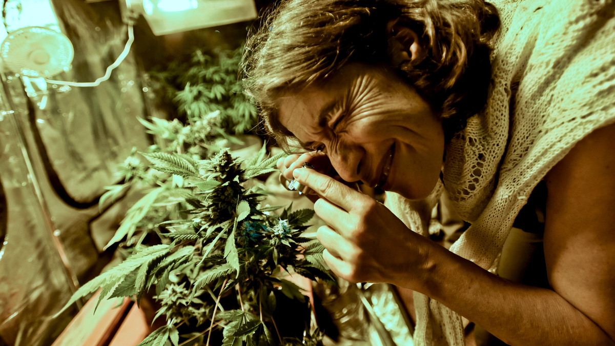 A woman observes inspects a cannabis plant with a magnifying glass.  Microsoft recently announced the release of it's seed to sale software, making it the first major tech company to enter the lucrative marijuana market. 
