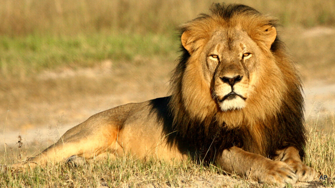 Cecil the lion rests in Hwange National Park