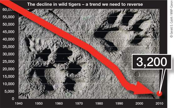 tiger-decline