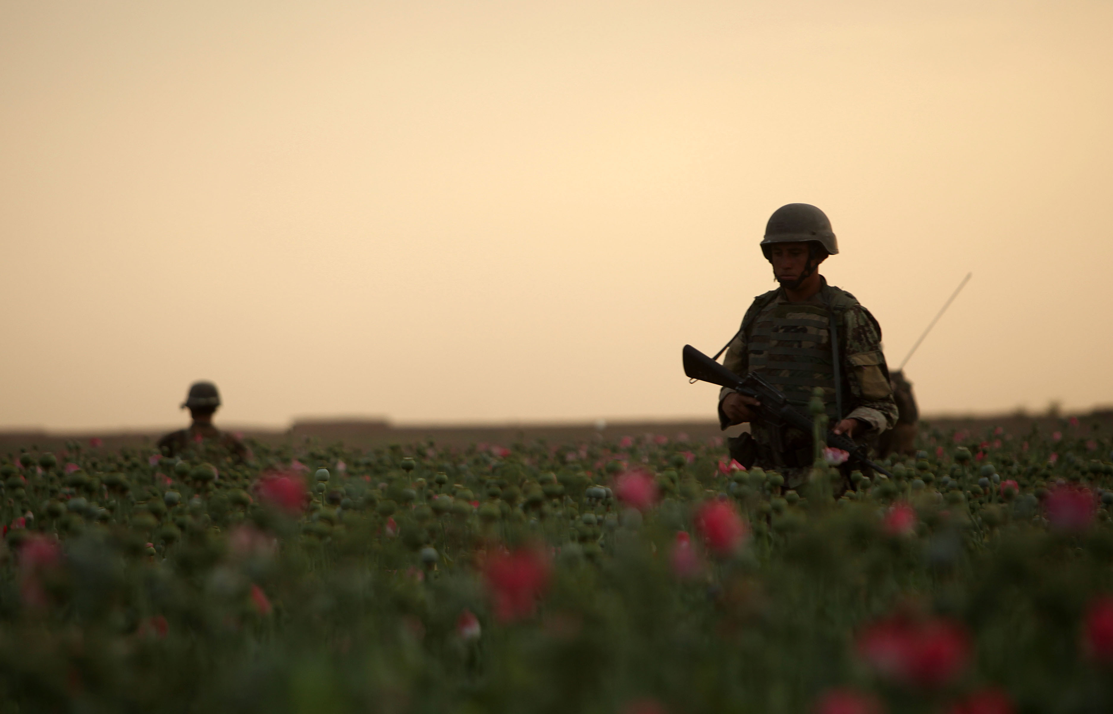 Afghan National Army (ANA) soldiers conduct a satellite patrol through a poppy field in Marjah, Afghanistan, April 17, 2012. (U.S. Marine Corps photo)