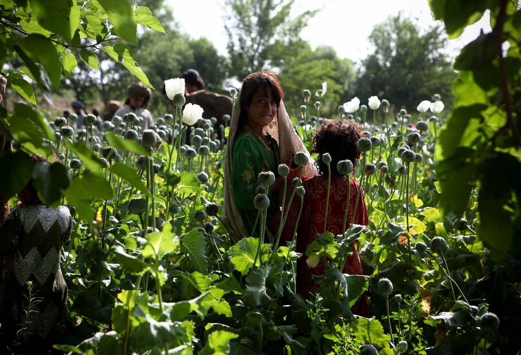 A young Afghan girl stands in a field of poppy plants near a U.S. Marine Corp base in Afghanistan.