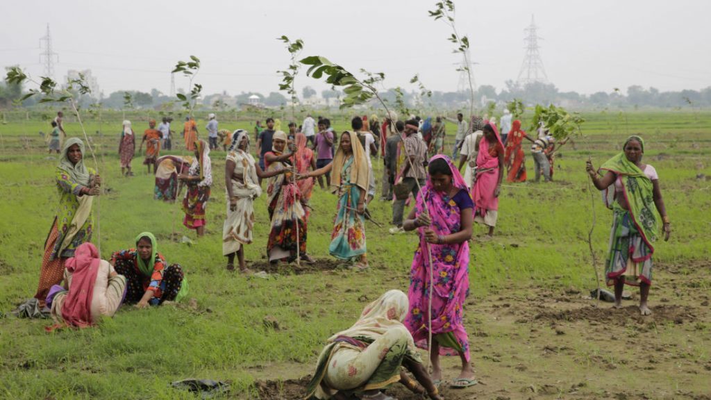 Indian women plant saplings on the outskirts of Allahabad, India, Monday, July 11, 2016.