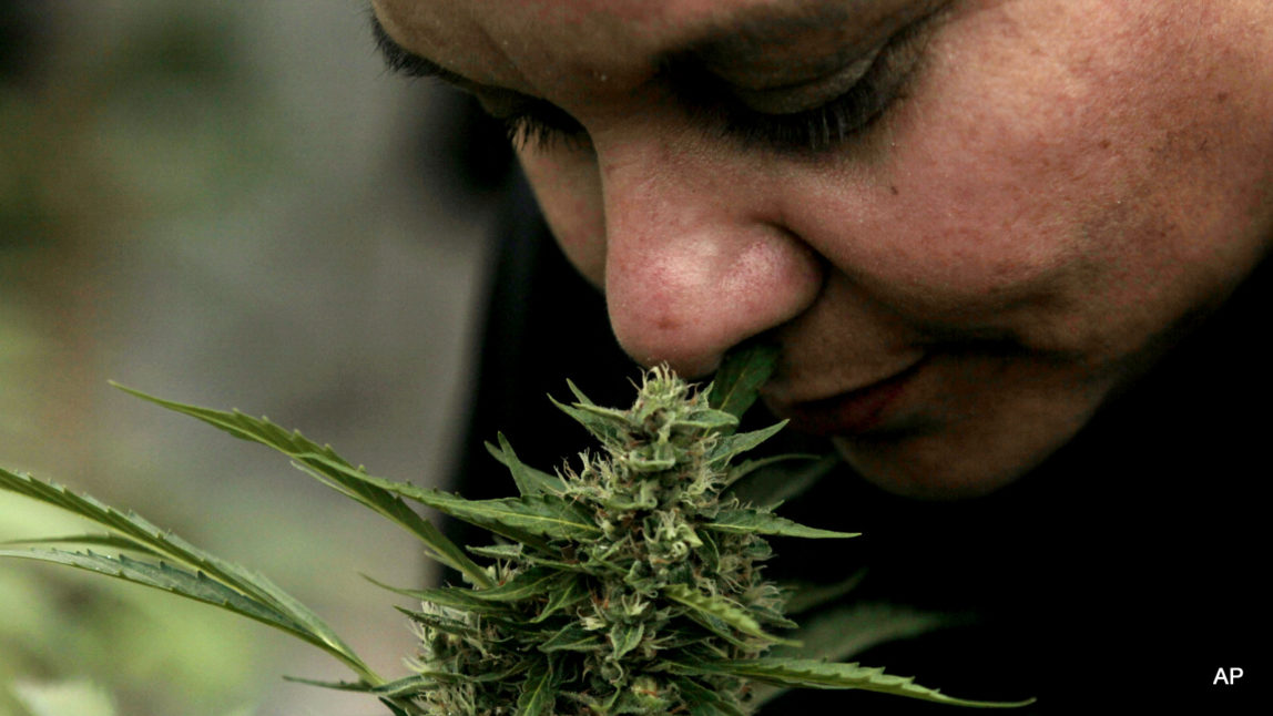 FILE - In this April 7, 2015 file photo, Cecilia Heyder, who suffers from systemic lupus and was also diagnosed with breast cancer in 2011, smells a marijuana plant during a press presentation of a legal medicinal marijuana plantation in the La Florida municipality of Santiago, Chile. While Chilean law already allows medical use of marijuana with the authorization of several ministries, on July 7, 2015 Chile's lower house of Congress approved a bill to allow Chileans to grow small amounts of marijuana for recreational or spiritual use. The measure still must go before a health commission and be approved by the Senate. (AP Photo/Luis Hidalgo, File)
