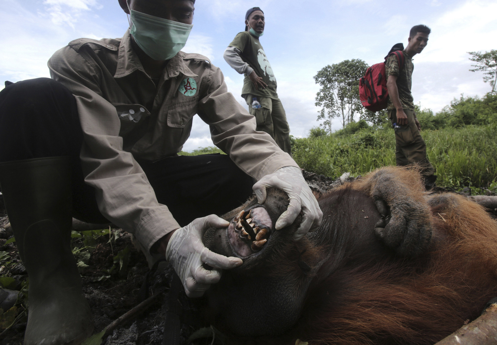 In this Thursday, Aug. 10, 2017 photo, a veterinarian of Sumatran Orangutan Conservation Program (SOCP) Pandu Wibisono examines a tranquilized male orangutan being rescued from a forest located too close to a palm oil plantation at Tripa peat swamp in Aceh province, Indonesia. Conservationists relocated the orangutan they named "Black" to a reintroduction center in Jantho, Aceh Besar, where he will join about 100 other primates that have been released in the jungle there to establish a new wild population. (AP Photo/Binsar Bakkara)