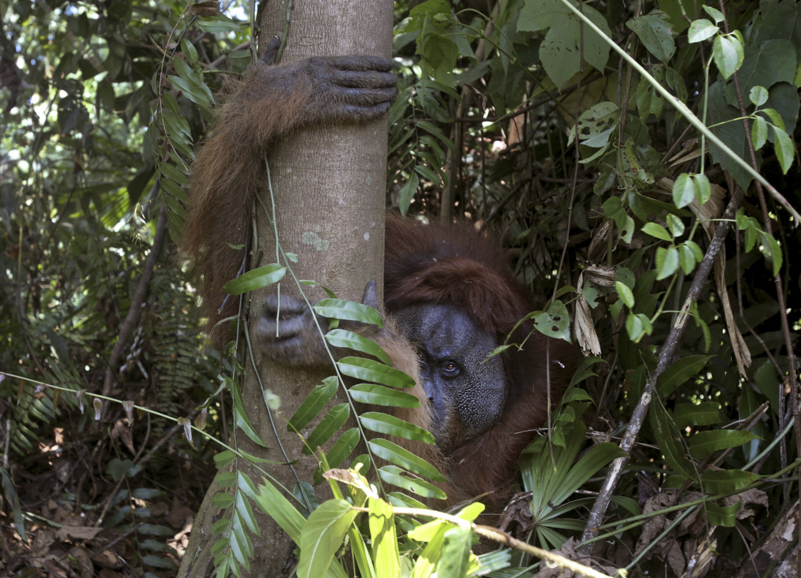 In this Thursday, Aug. 10, 2017 photo, a tranquilized male orangutan holds on to a tree as it's being rescued from a swath of forest located too close to a palm oil plantation at Tripa peat swamp in Aceh province, Indonesia. Conservationists from Sumatran Orangutan Conservation Program (SOCP) relocated the orangutan they named "Black" to a reintroduction center in Jantho, Aceh Besar where he will join about 100 other primates that have been released in the jungle there to establish a new wild population. (AP Photo/Binsar Bakkara)