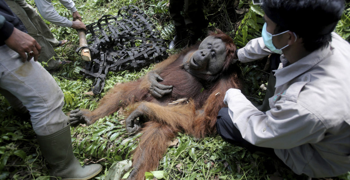 Palm Oil Orangutan Banner