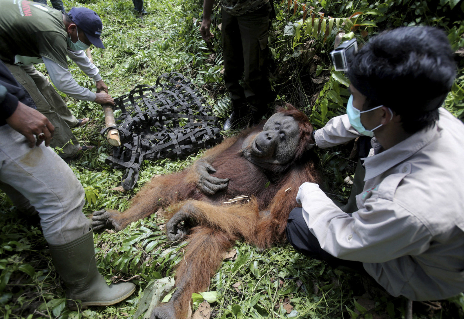 In this Thursday, Aug. 10, 2017 photo, conservationists of Sumatran Orangutan Conservation Program (SOCP) prepare a makeshift stretcher to carry a tranquilized male orangutan to be relocated from a swath of destructed forest located too close too a palm oil plantation at Tripa peat swamp in Aceh province, Indonesia. It's been called the orangutan capital of the world, but the great apes in Indonesia's Tripa peat forest on the island of Sumatra are under threat by palm oil plantations that have gobbled up thousands of acres of land to make room for trees that produce the most consumed vegetable oil on the planet. (AP Photo/Binsar Bakkara)