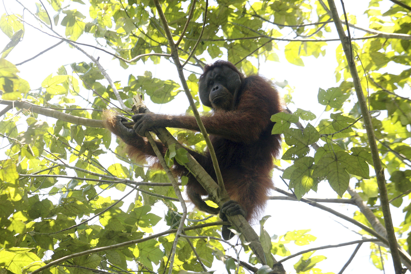In this Thursday, Aug. 10, 2017 photo, an orangutan sits on the branch of a tree before being rescued and relocated from at a swath of destructed forest near a palm oil plantation at Tripa peat swamp in Aceh province, Indonesia. As demand for palm oil soars, plantations are expanding and companies drain the swamp, clear the forest of its native trees, and often setting illegal fires which in turn robs orangutans and other endangered species of their habitats, leaving the animals marooned on small swaths of forest, boxed-in on all sides by plantations. (AP Photo/Binsar Bakkara)