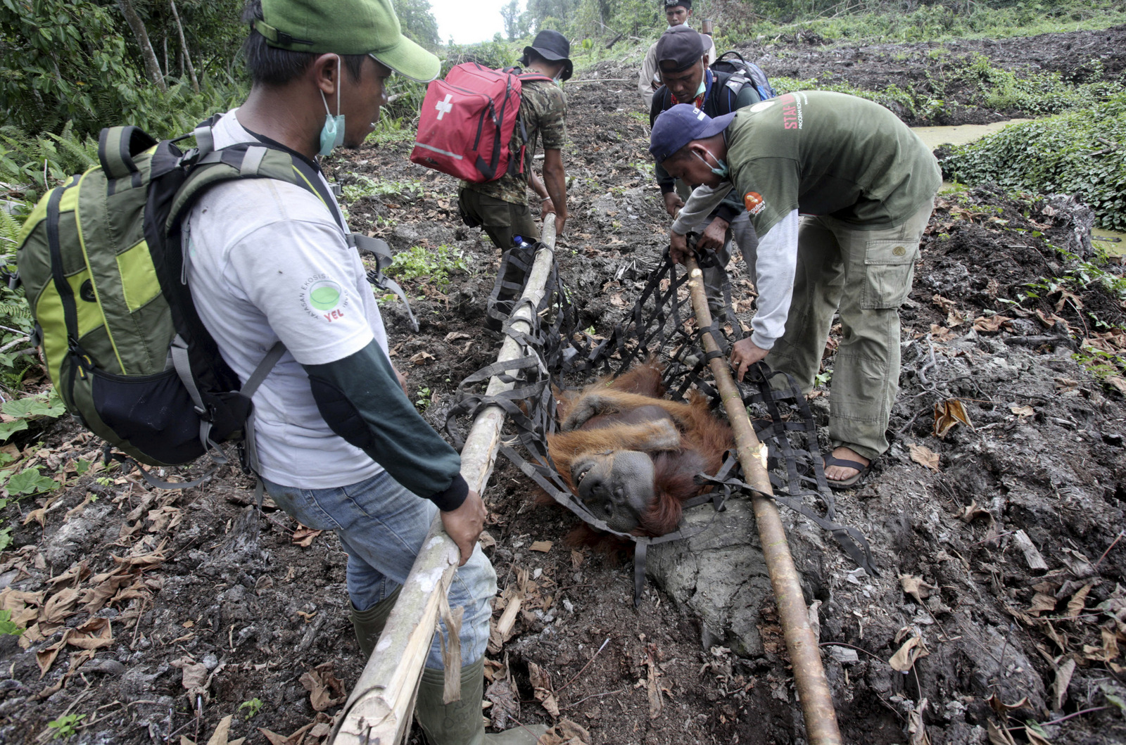 In this Thursday, Aug. 10, 2017 photo, conservationists of Sumatran Orangutan Conservation Program (SOCP) use a makeshift stretcher to carry a tranquilized orangutan as it is being relocated from a swath of destructed forest near a palm oil plantation at Tripa peat swamp in Aceh province, Indonesia. As demand for palm oil soars, plantations are expanding and companies drain the swamp, clear the forest of its native trees, and often setting illegal fires which in turn robs orangutans and other endangered species of their habitats, leaving the animals marooned on small swaths of forest, boxed-in on all sides by plantations. (AP Photo/Binsar Bakkara)