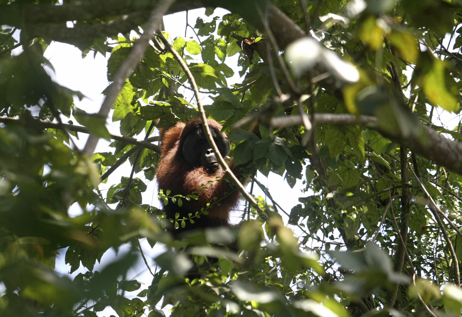 In this Thursday, Aug. 10, 2017 photo, an orangutan holds on the branch of a tree before being rescued and relocated from at a swath of destructed forest near a palm oil plantation at Tripa peat swamp in Aceh province, Indonesia. As demand for palm oil soars, plantations are expanding and companies drain the swamp, clear the forest of its native trees, and often setting illegal fires which in turn robs orangutans and other endangered species of their habitats, leaving the animals marooned on small swaths of forest, boxed-in on all sides by plantations. (AP Photo/Binsar Bakkara)