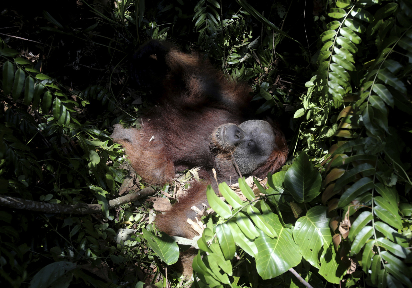 In this Thursday, Aug. 10, 2017 photo, a tranquilized orangutan lays on the ground before being relocated from at a swath of destructed forest near a palm oil plantation at Tripa peat swamp in Aceh province, Indonesia. It’s been called the orangutan capital of the world, but the great apes in Indonesia’s Tripa peat forest on the island of Sumatra are under threat by palm oil plantations that have gobbled up thousands of acres of land to make room for trees that produce the most consumed vegetable oil on the planet.(AP Photo/Binsar Bakkara)