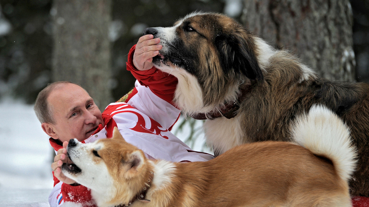 Vladimir Putin poses for the camera as he plays with his dogs Yume, an Akito-Inu, front, and Buffy, a Bulgarian Shepherd in an undisclosed location of Moscow region.(AP/RIA Novosti, Alexei Druzhinin)
